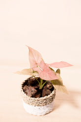Syngonium "Robusta"